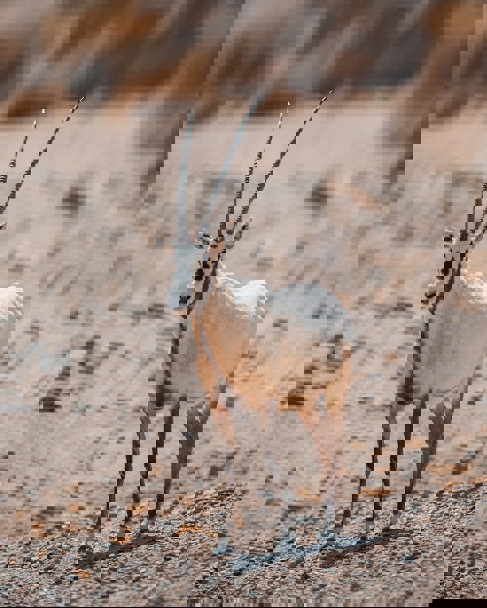 Neom Czwl Vn445k Unsplash