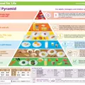 HAL01042 Adult Food Pyramid Poster Advice)